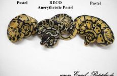 RECO_Anerythristic_Pastel.jpg