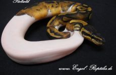 Piebald 3.jpg