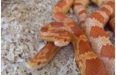 Red Albino
